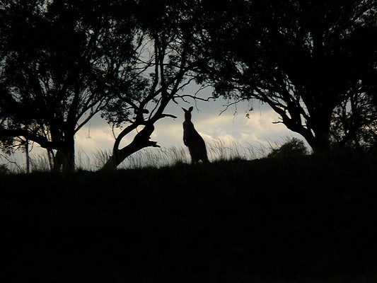 Product picture kangaroo